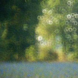 Weizenfeld von Elles Rijsdijk