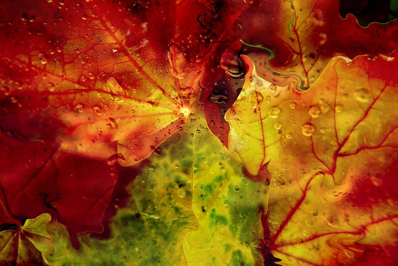 Herbstsynphonie par Heidrun Carola Herrmann