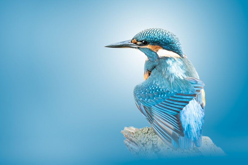 Kingfisher on branch by Gianni Argese