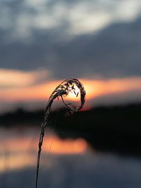 Soft touch 2 by Kevin Woelders