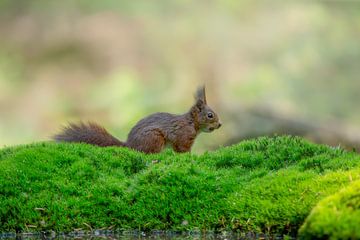 Squirrel with nut by Björn van den Berg