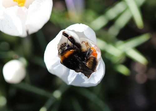 Hommel donkere aarde