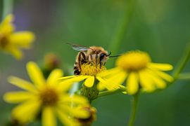 Guêpe sur BeeldWoord