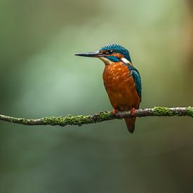 Ijsvogel in het ochtend licht. van Björn van den Berg