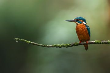 Ijsvogel in het ochtend licht. van Björn van den Berg