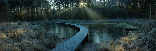 Fog with a beautiful light harp on the decking in the Wallebos in Beetsterzwaag Opsterland Friesland