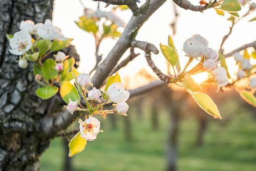 Bloesem bij zonsopkomst