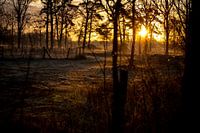 Les rayons de la lumière du matin à travers les arbres
