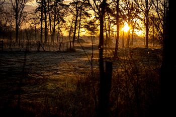 The rays of morning light through the trees