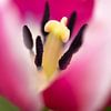 einer rosa Tulpe von Caroline Piek