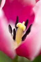 Close up van roze tulp