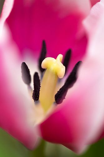 Close up van roze tulp