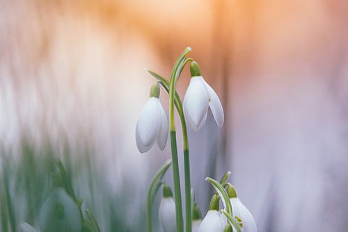 Sneeuwklokjes.