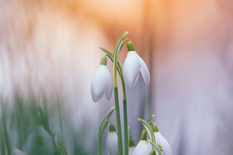Schneeglöckchen. von Janny Beimers
