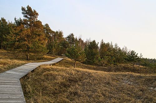 Wooden path through the dunes by the Baltic Sea