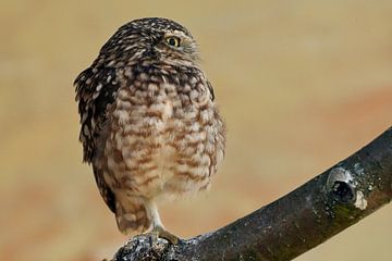 Little owl stands on one leg by Thomas Marx