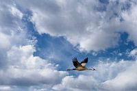 Kraanvogels vliegen in de lucht
