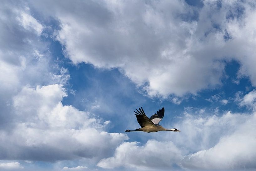 Kraanvogels vliegen in de lucht van Martin Köbsch