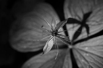 Paris quadrifolia in black and white with his shadow.