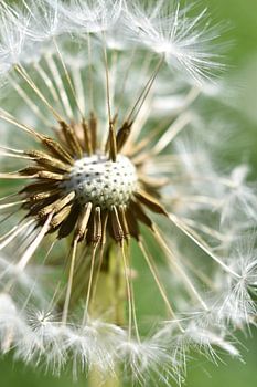 Peluche de pissenlit