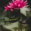 Roze waterlelie van Theo Klos