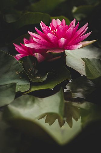 Nénuphar rose sur Theo Klos