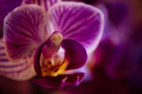 Makro Orchid Harmony