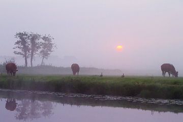 Koeien in de mist langs de Haarlemmertrekvaart van Menno van Duijn