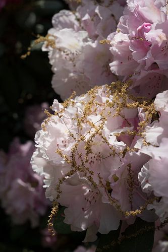 Pale pink flowers of rhododendron 2
