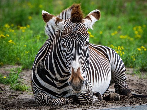 Zebra – gestreifte Gelassenheit