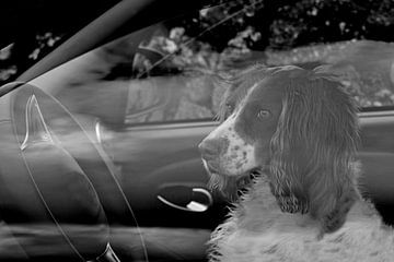 CHIENS 5 sur Miroslav Ptacek