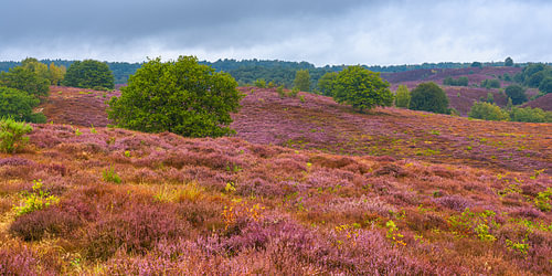 Panoramic view of the heather in bloom on the Posbank, near Rheden and Arnhem