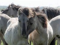 Konik Pferde zusammen