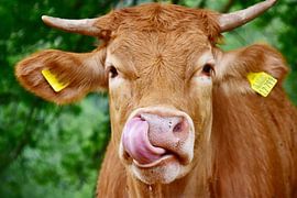 Halbstarkes Rind van DeVerviersBelgium