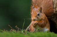 Rotes Eichhörnchen Porträt von Richard Guijt Photography Miniaturansicht