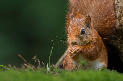 Portrait d'un écureuil rouge