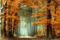 Scenic Autumn