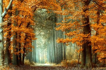 Scenic Autumn by Lars van de Goor