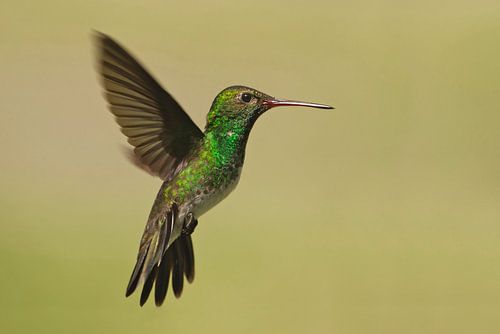 Franjeamazilia in vlucht, Brazilië 