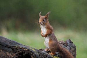 Squirrel on a tree trunk. sur Astrid Brouwers