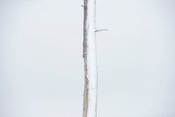 Winterse boomstam van Jarno van Bussel