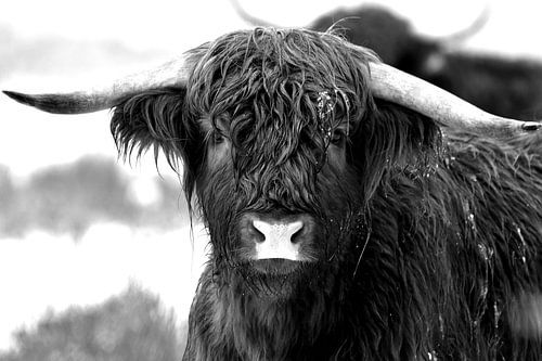 Scottish Highlander in the snow