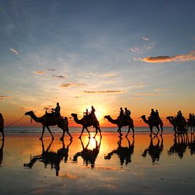 Sunset with camels on the beach. Broome, Australia by The Book of Wandering