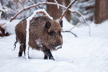 Wildschwein  im Winter von Dieter Meyrl