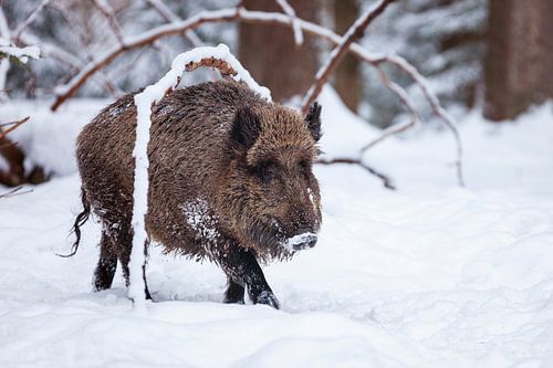 Wilde zwijnen in de winter