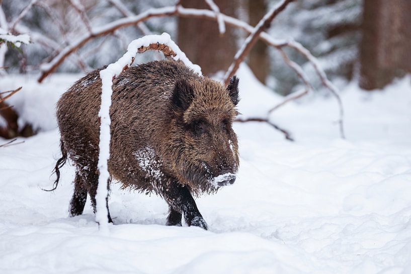 Le sanglier en hiver par Dieter Meyrl