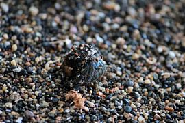 Hermit crab Costa Rica by Berg Photostore