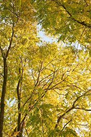 Robinia pseudoacacia frisia 6910080216 fotograaf Fred Roest van Fred Roest