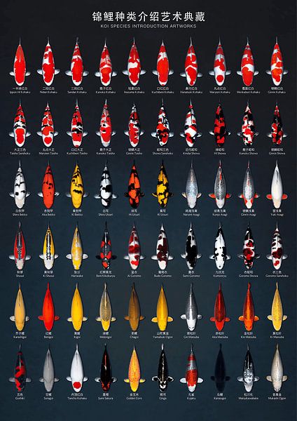 Koi Diversities by Koii FANS