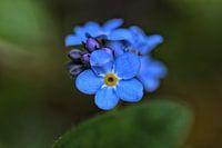 Forget-me-not
